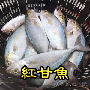 澎湖鮮魚宅配~紅甘(竹午)~唯登釣具