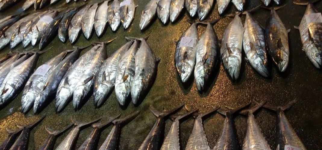 澎湖海鮮最夯 土魠魚 唯登釣具